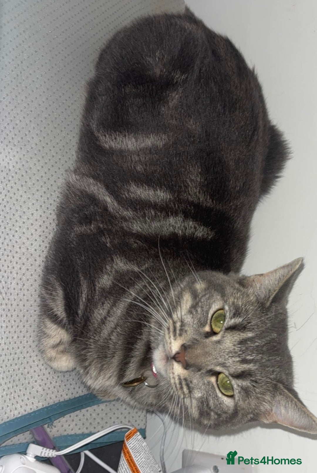 Domestic Shorthair cats for sale: Blue tabby  - Image 4