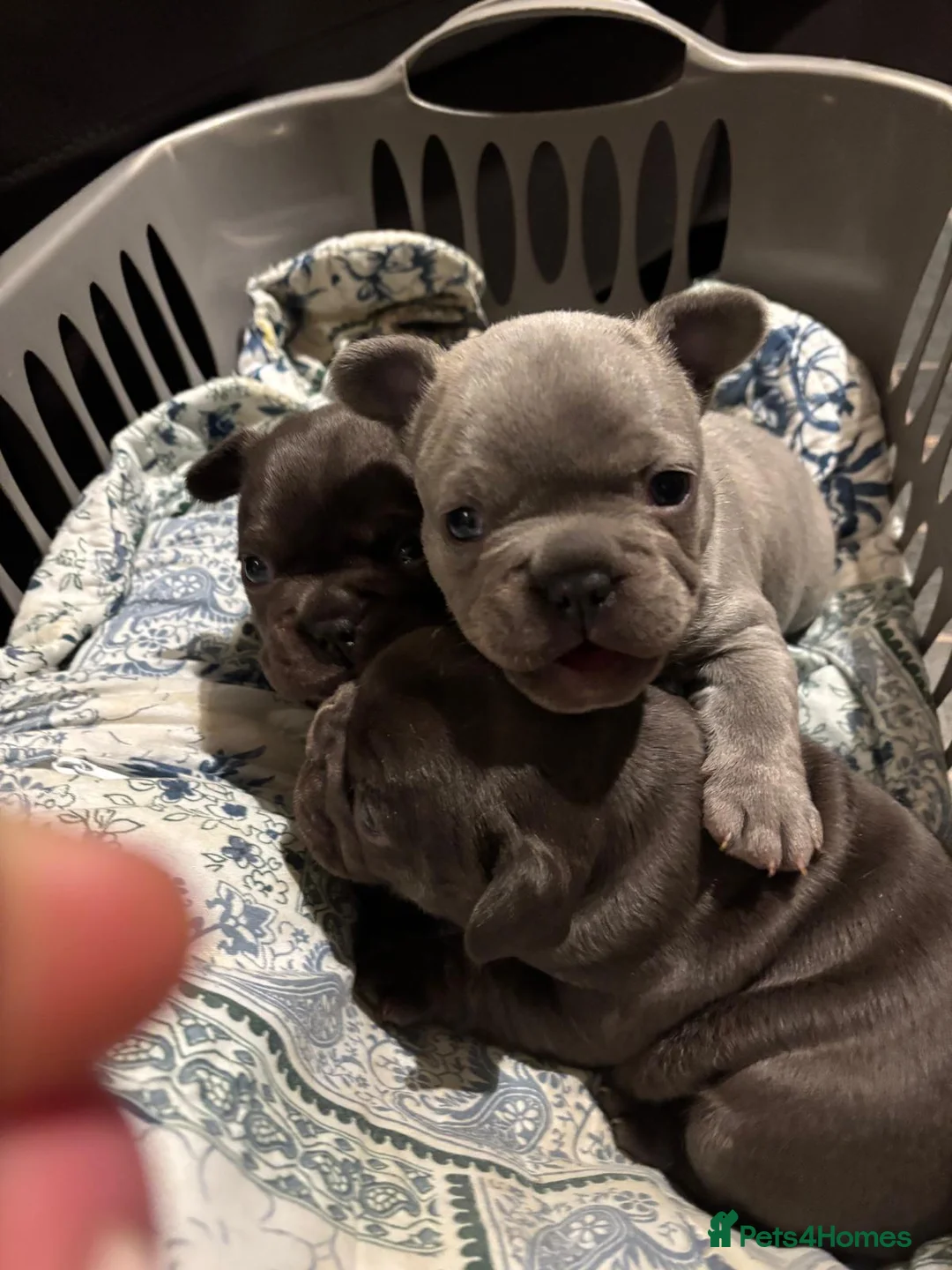 French Bulldog dogs for sale: French bulldog puppies - Advert 9