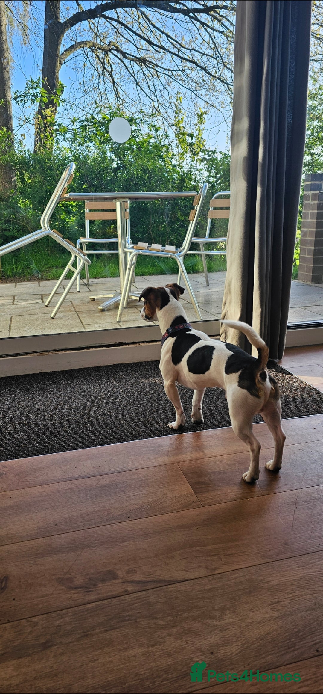 Jack Russell dogs for stud: Jack Russell Dog for Stud - Image 6