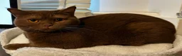 British Shorthair cats for sale: Retiring BSH Active Reg. Cinnamon Queen - Advert 3