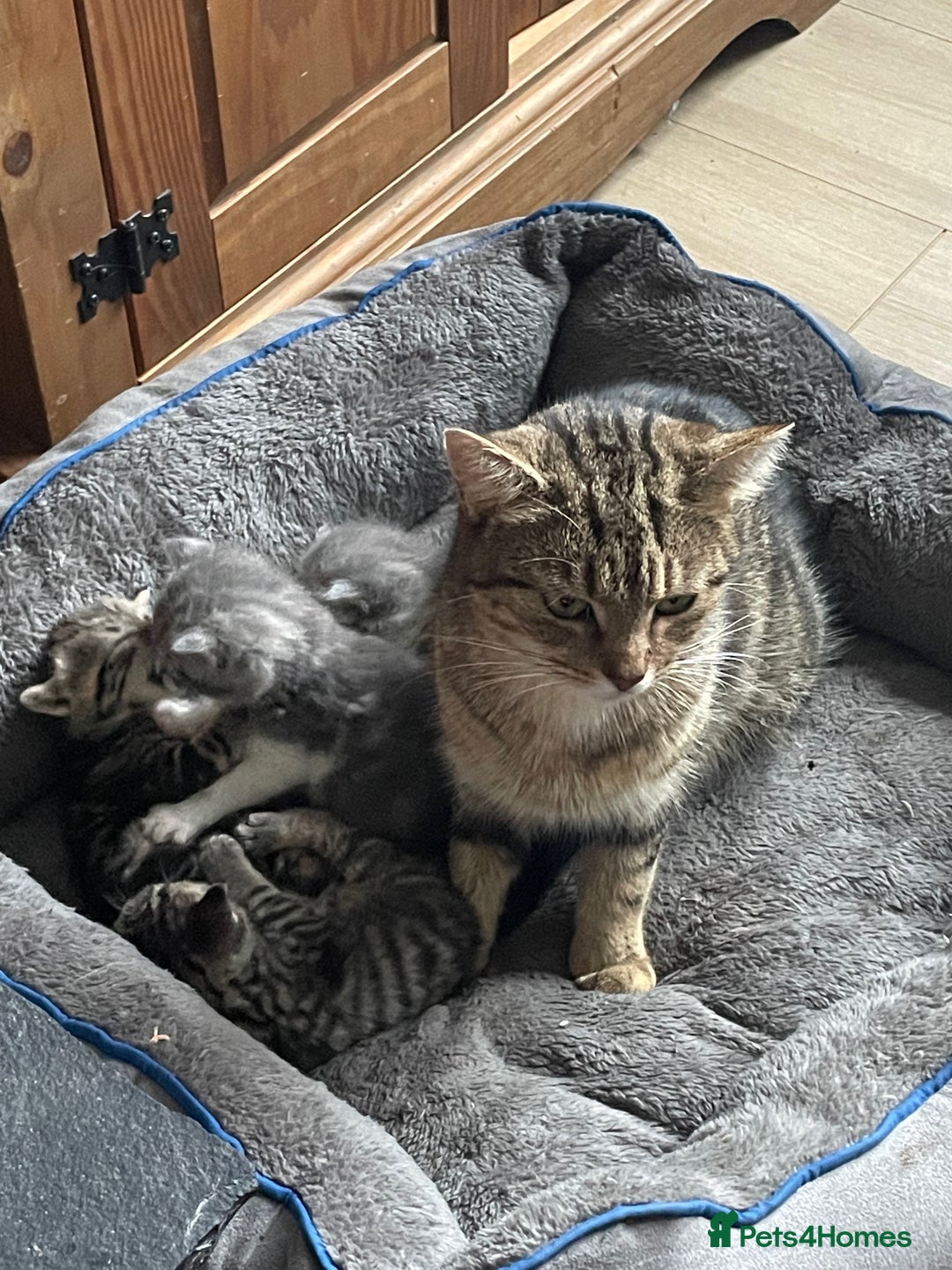 Mixed Breed cats for sale: Beautiful female grey tabby kittens - Advert 1