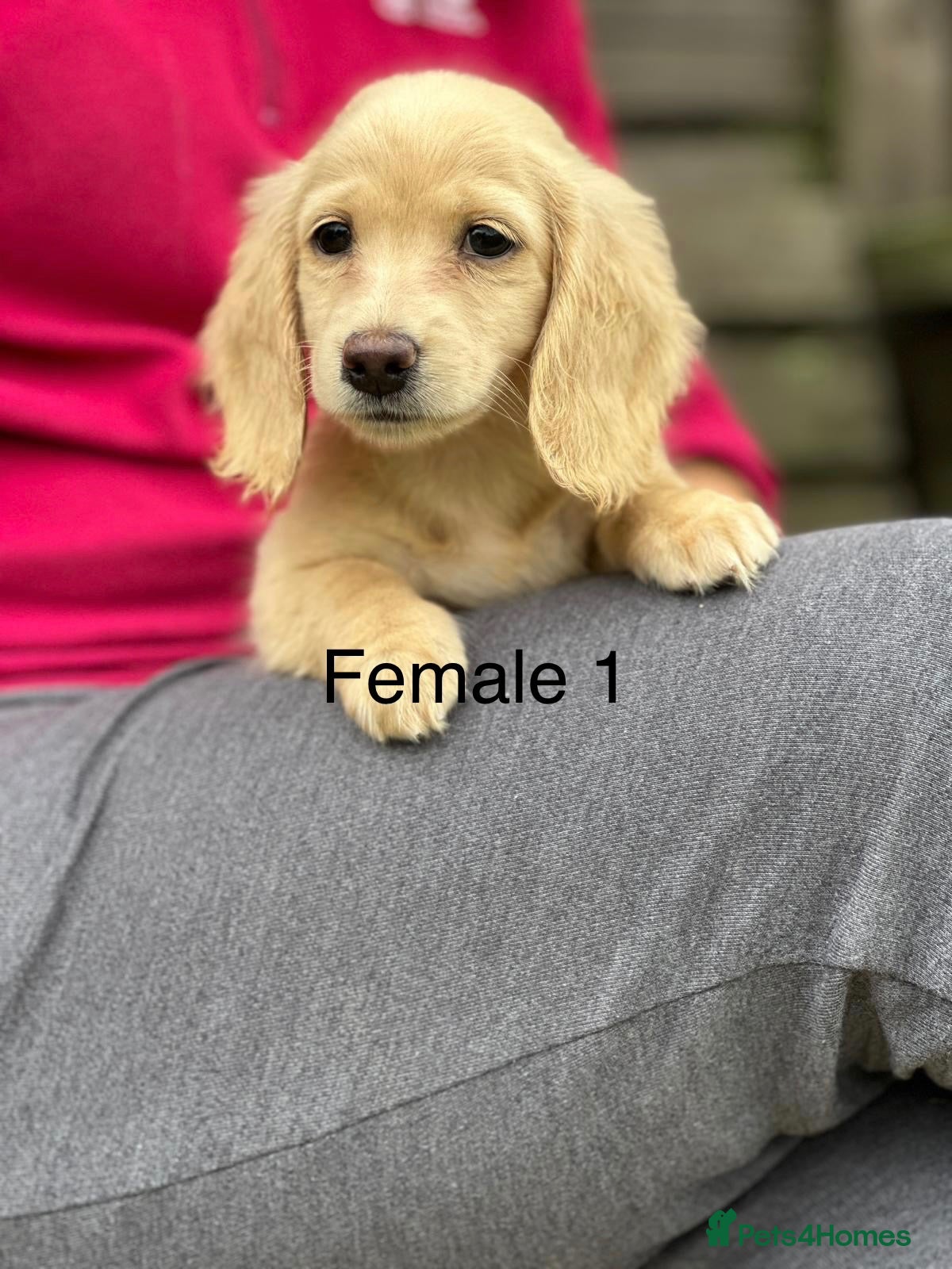 Miniature Dachshund dogs Miniature cream longhaired Dachshund  - Advert 15