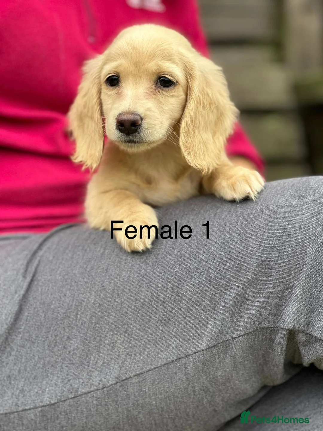Miniature Dachshund dogs for sale: Miniature cream longhaired Dachshund  - Advert 2