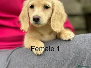 Miniature Dachshund dogs Miniature cream longhaired Dachshund - Advert 15