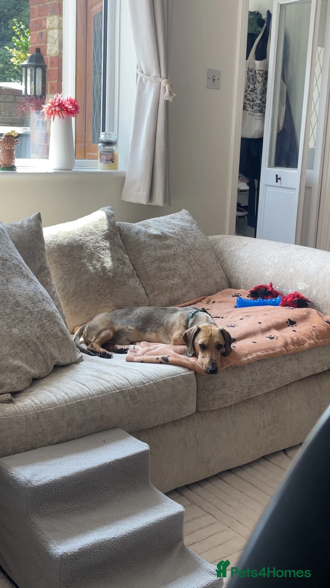 Miniature Dachshund dogs for sale: Cooper - Miniature Dachshund  in Castle Cary - Advert 4