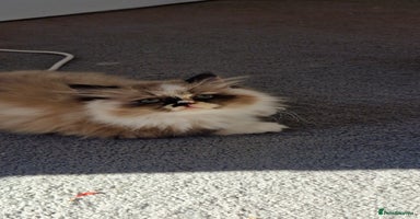 Persian cats - Advert 12