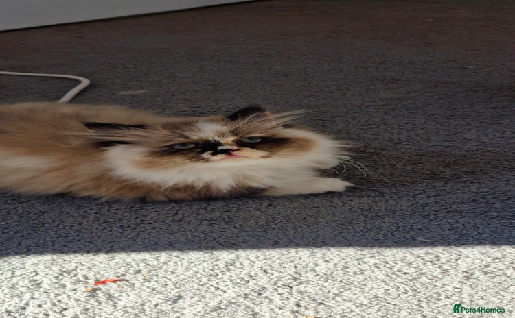 Persian cats - Advert 2