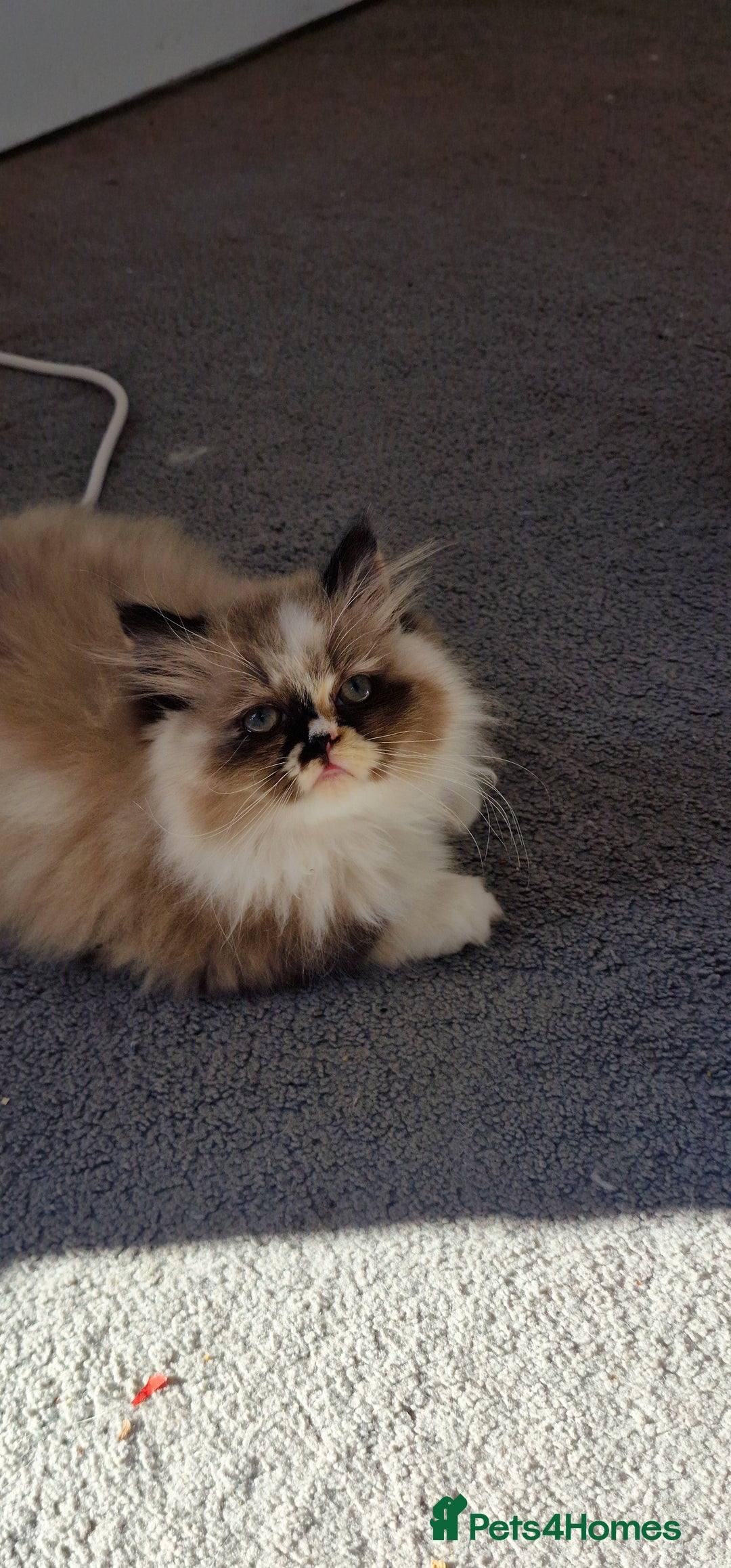 Persian cats for sale: Pure persian - Image 2