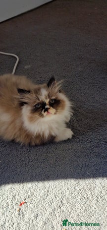 Persian cats - Advert 2