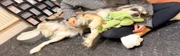 Mixed Breed dogs for sale: Loving Rehome Needed - Advert 2