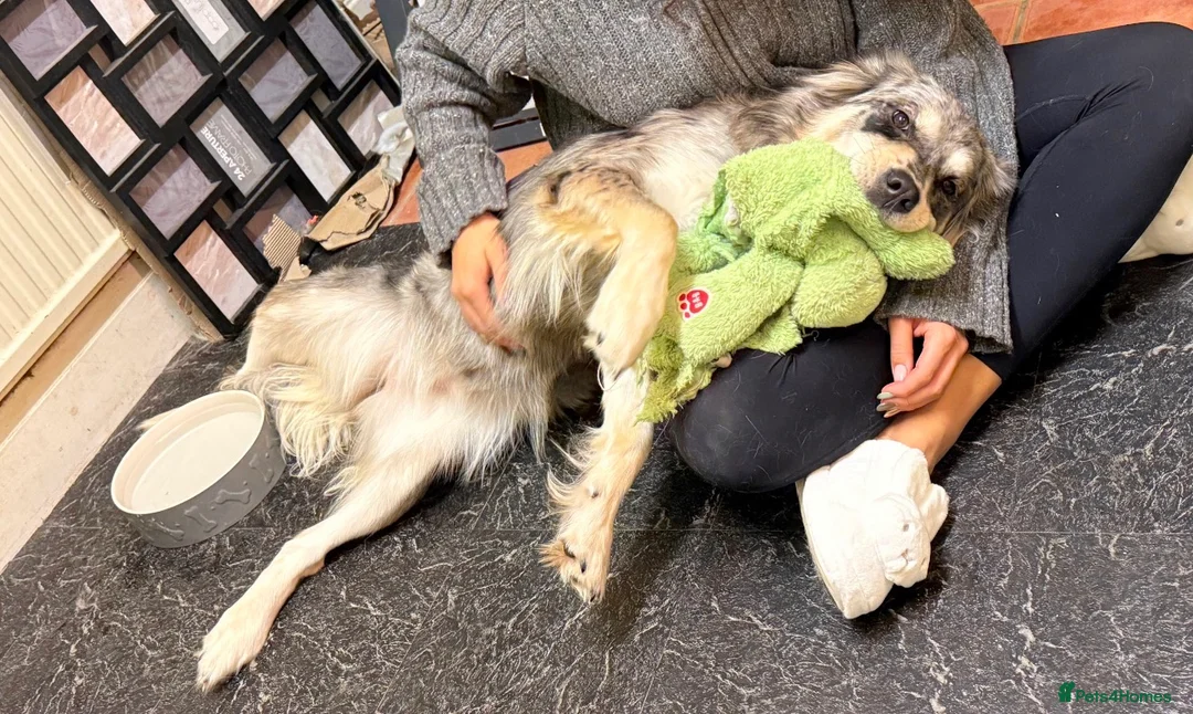 Mixed Breed dogs for sale: Loving Rehome Needed - Advert 2