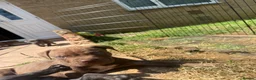 Cane Corso dogs for sale: Puppies  - Advert 2
