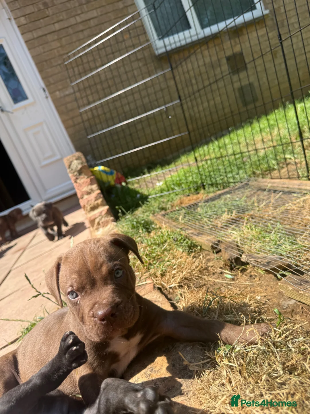 Cane Corso dogs for sale: Puppies  - Advert 2
