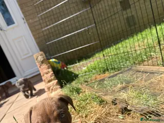 Cane Corso dogs Puppies - Advert 2