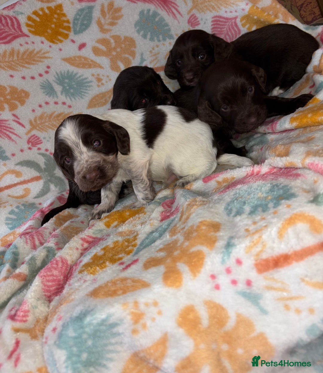 Cocker Spaniel dogs for sale: Cocker spaniel puppies - Advert 6