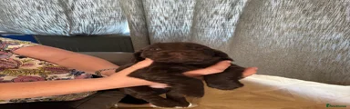 Cocker Spaniel 3