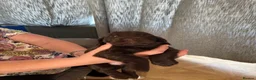 Cocker Spaniel dogs for sale: Beautiful cocker spaniels puppies  - Advert 8