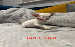 Siamese cats for sale: ✨Gorgeous GCCF registered kittens✨ - Image 9