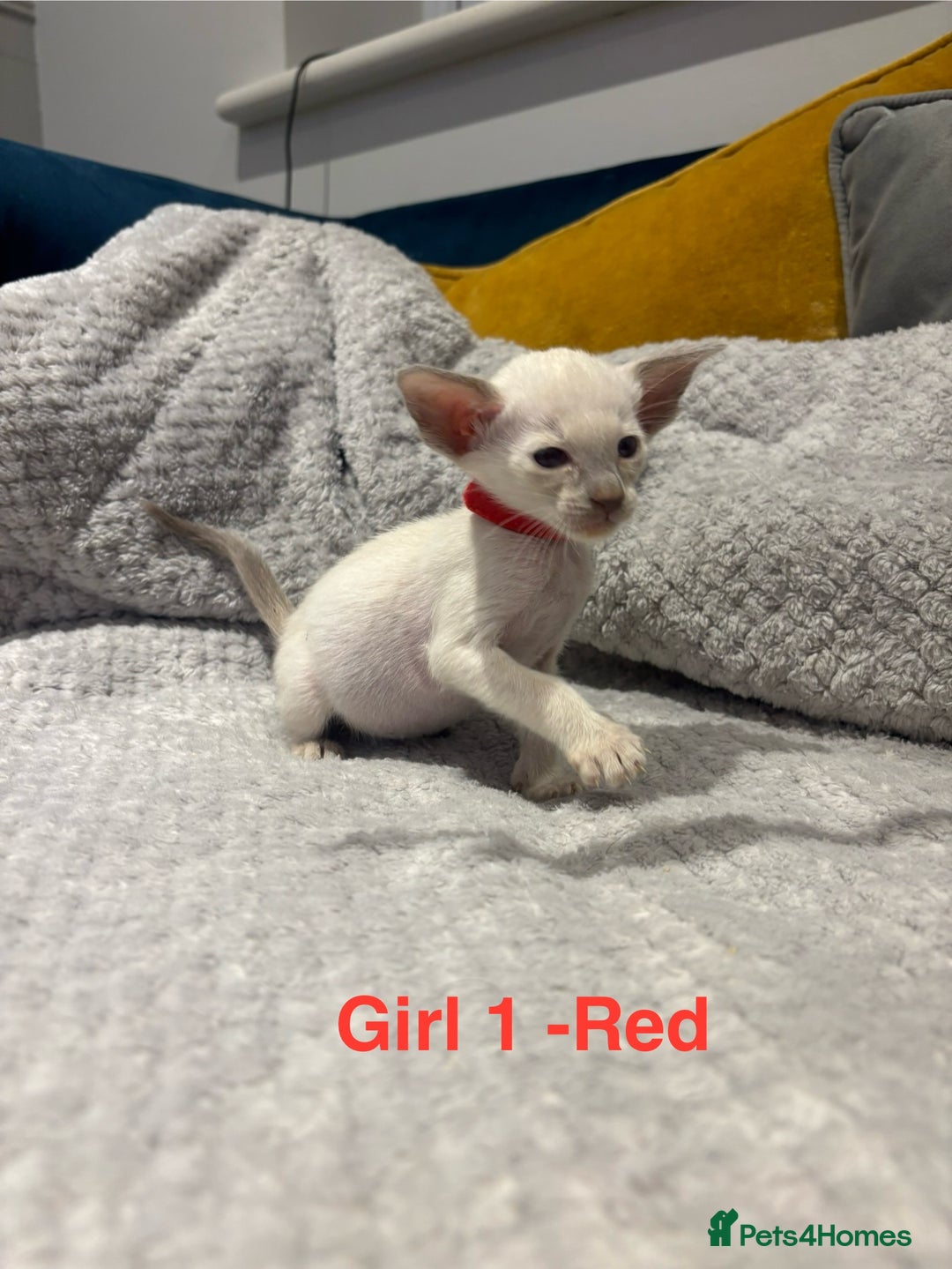 Siamese cats for sale: ✨Gorgeous GCCF registered kittens✨ - Image 9