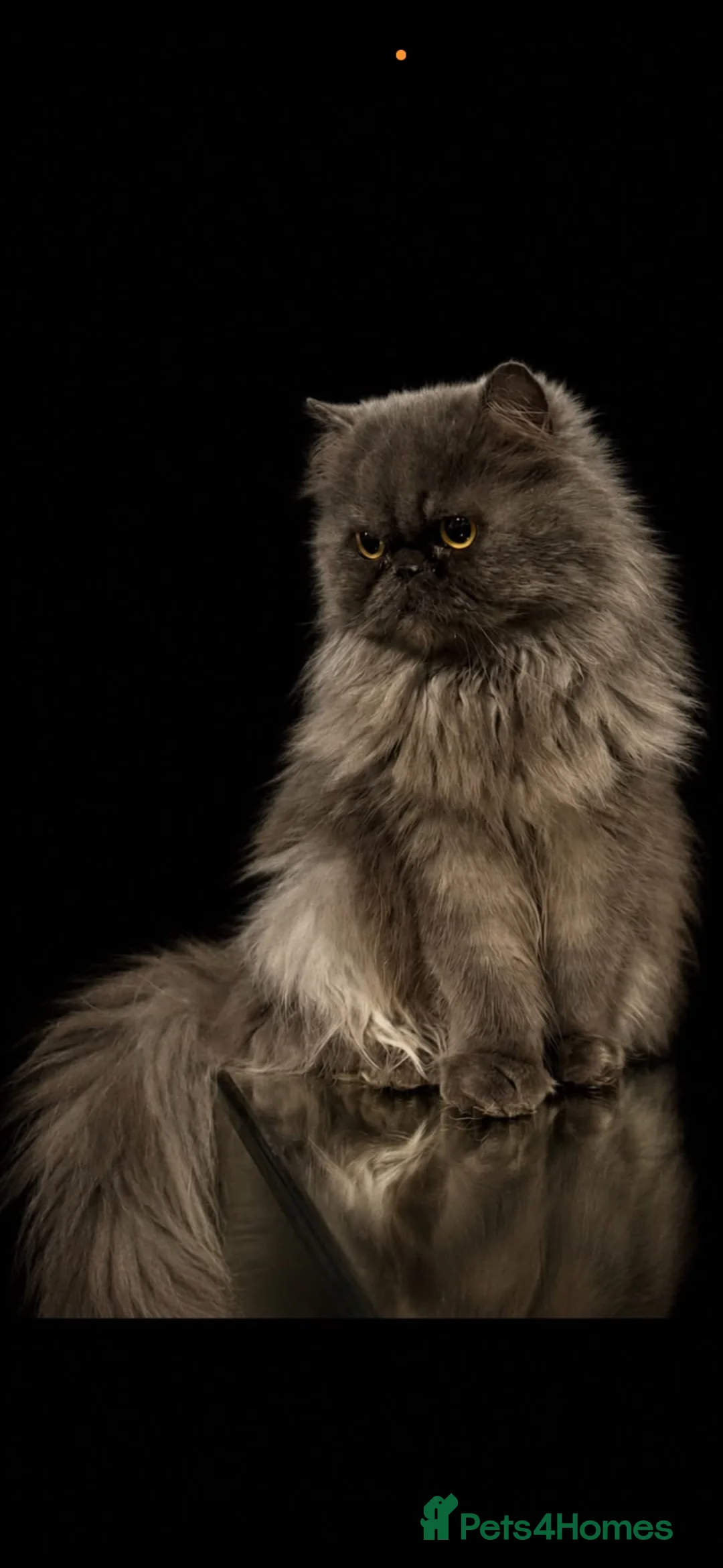 Exotic cats for sale: Exotic kittens  - Advert 1