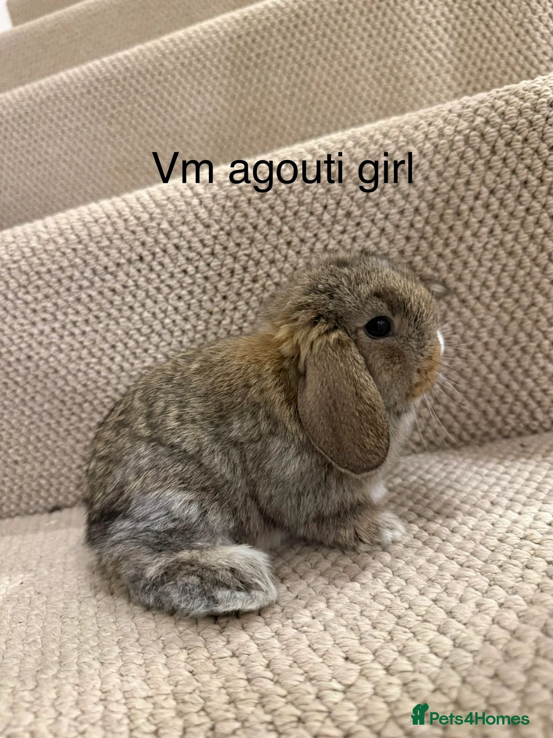 Mini Lop rabbits for sale: 6 mini lops ready to reserve  - Advert 2