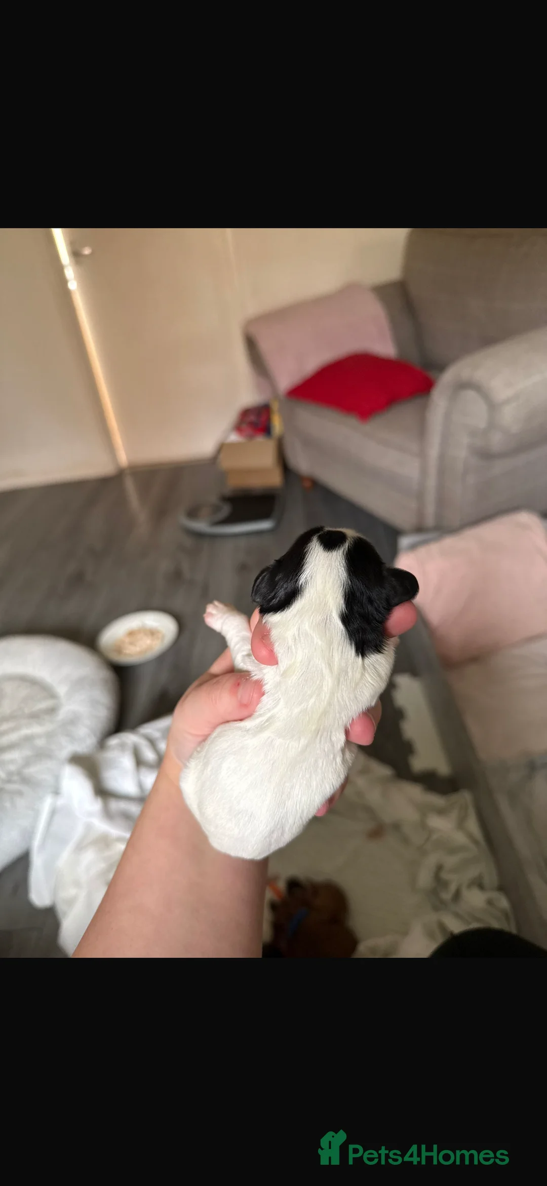 Mixed Breed dogs for sale: Beautiful cocker spaniel & Cavapoo puppies  in Bingley - Advert 7