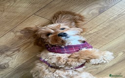 Cavapoo dogs for sale: Female Cavapoo  - Image 3