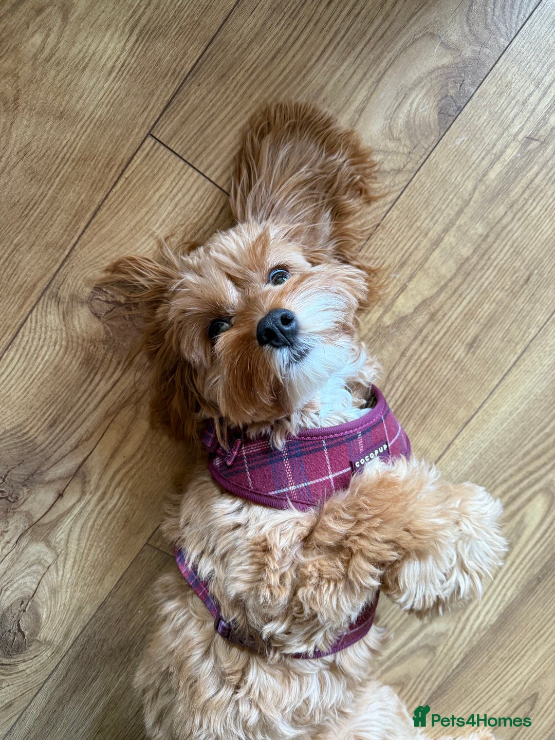 Cavapoo dogs for sale: Female Cavapoo  - Image 3