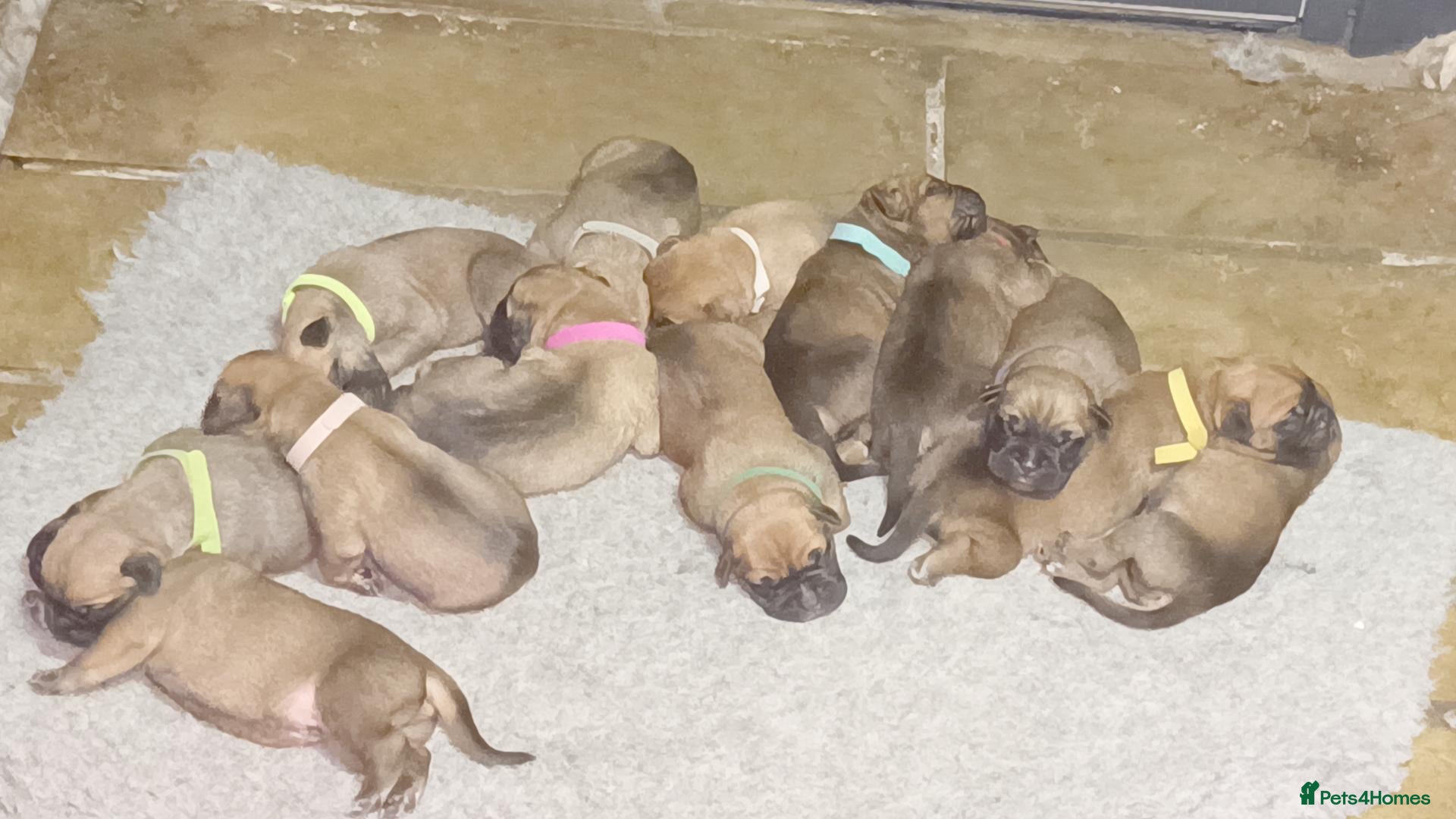 Bullmastiff dogs for sale: Beautiful Healthy Bullmastiff Puppies - Advert 2