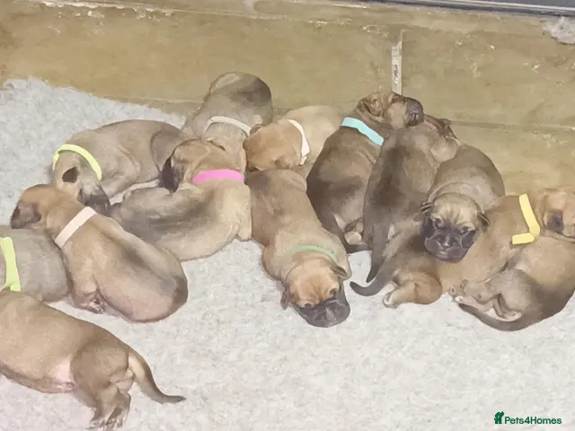 Bullmastiff dogs for sale: Beautiful Healthy Bullmastiff Puppies - Advert 2