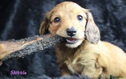 Miniature Dachshund dogs for sale: KC PRA Clear Mini Longhair Daxies – Dapple - Advert 16