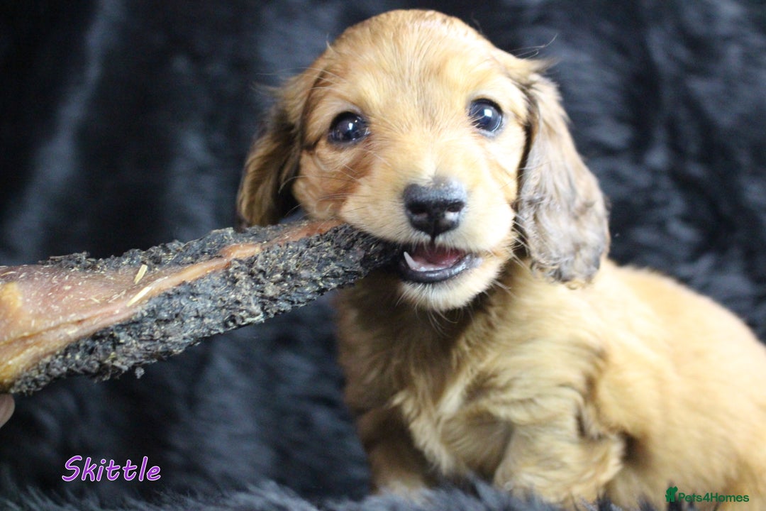 Miniature Dachshund dogs for sale: KC PRA Clear Mini Longhair Daxies – Dapple - Advert 16