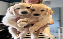 Golden Retriever dogs for sale: 9 gorgeous golden retriever pups  - Image 7