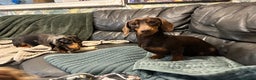 Miniature Dachshund dogs for stud: Barney chocolate and tan stud  in Mansfield - Advert 4