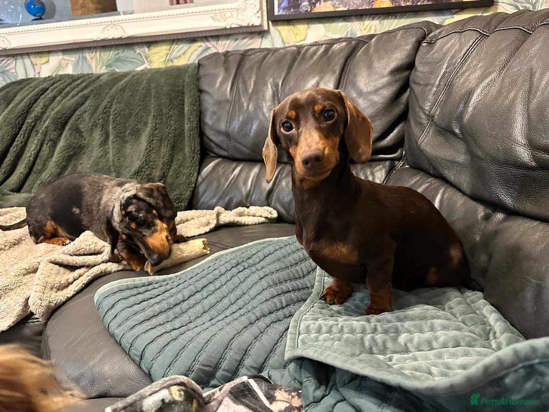 Miniature Dachshund dogs for stud: Barney chocolate and tan stud  in Mansfield - Advert 4