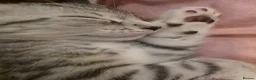 Domestic Shorthair cats for sale: Snowflake  - Advert 3