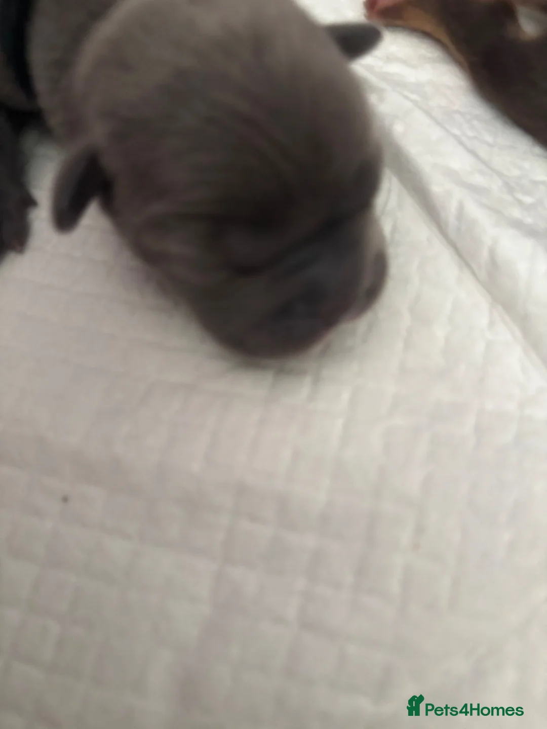 Mixed Breed dogs for sale: 8 puppies for sale  - Advert 2