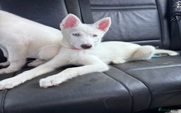 Utonagan dogs for sale: Last 2 Husky (Utonagon) Puppies - READY NOW - Image 5