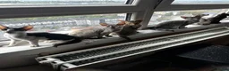 Mixed Breed cats for sale: CROSSED PETERBALD ✅✅✅ - Advert 4