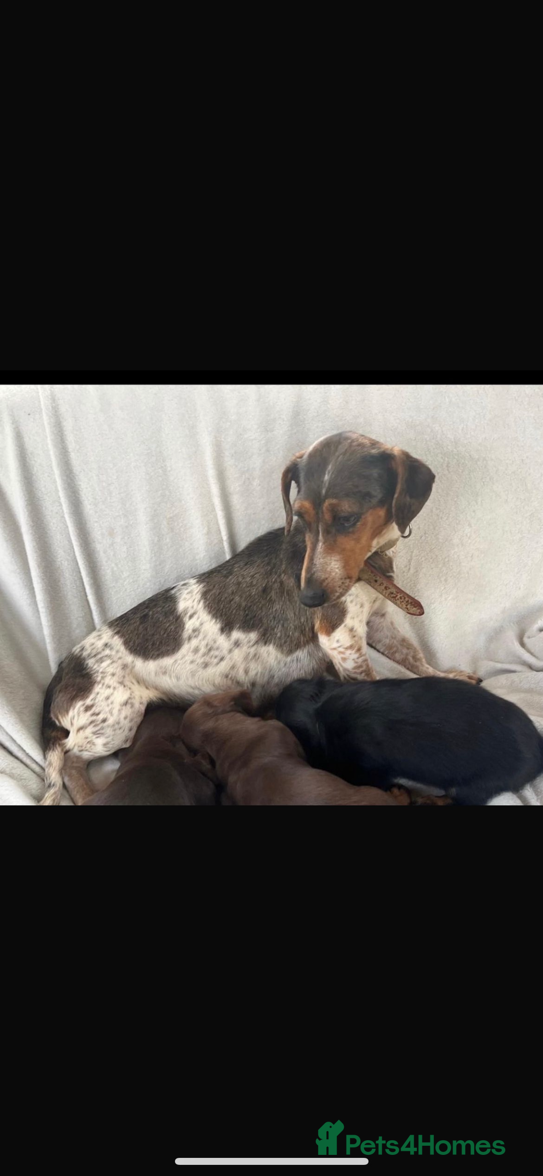Miniature Dachshund dogs for sale: Mini dachshund cross jack Russell - Image 6