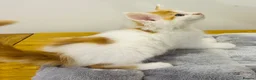 Maine Coon cats for sale: READY TO GO! Maine coon kittens  - Advert 13
