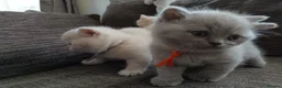 British Shorthair cats for sale: GCCF registered cream and lilac BSH - Advert 36