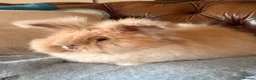 Angora rabbits for sale: Beautiful female angora rabbit  - Advert 2