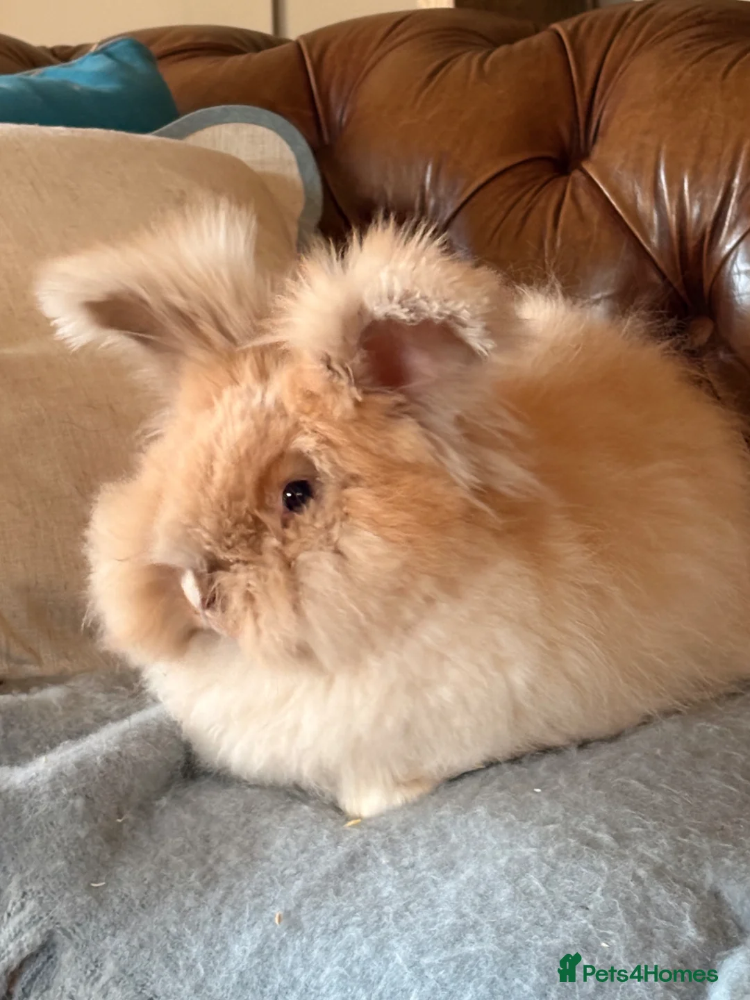 Angora rabbits for sale: Beautiful female angora rabbit  - Advert 2
