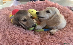 Miniature Dachshund dogs for sale: **KC REG Miniature long haired dachshund puppies** - Image 3