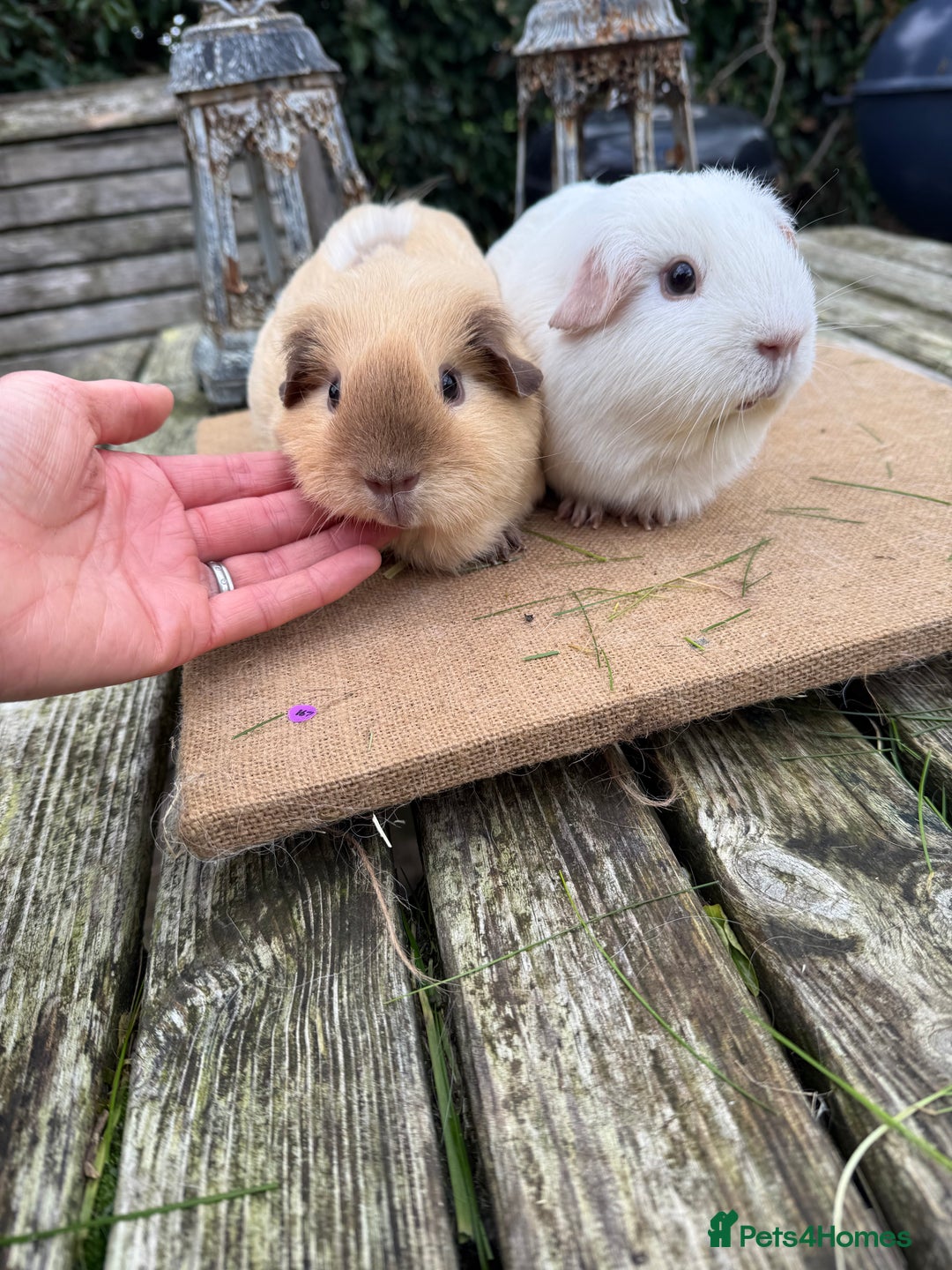 Guinea Pig rodents for sale: Pure bred California & Swiss guineapigs  - Advert 23