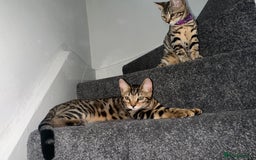 Bengal cats for sale: Indoor Bengal in London - Image 1