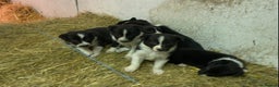 Border Collie dogs for sale: Border Collie pups for sale - Advert 4