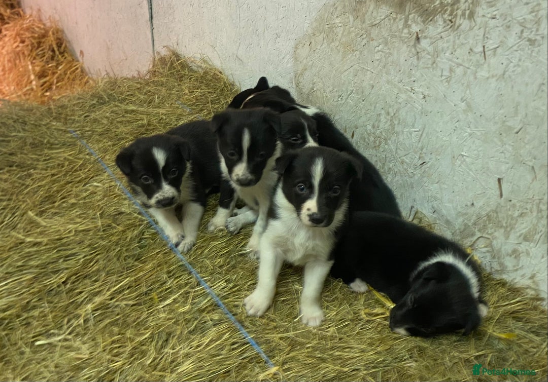 Border Collie dogs for sale: Border Collie pups for sale - Advert 4