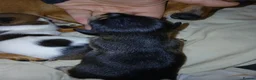 Jack Russell dogs for sale: JACK RUSSELL PUPPIES  in Newport - Advert 8